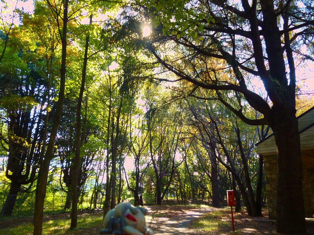 彩の森入間公園の写真8