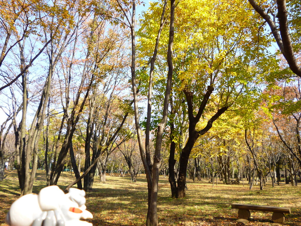 彩の森入間公園の写真9