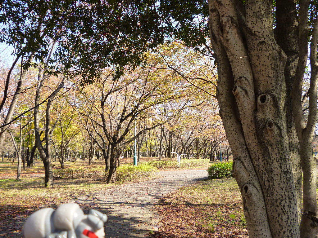 彩の森入間公園の写真12