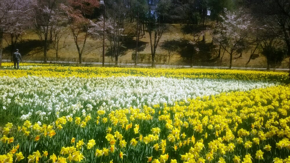 秩父ミューズパークの写真5