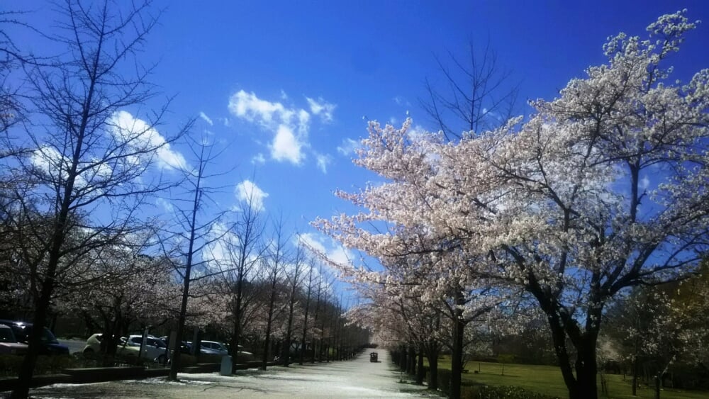 秩父ミューズパークの写真9