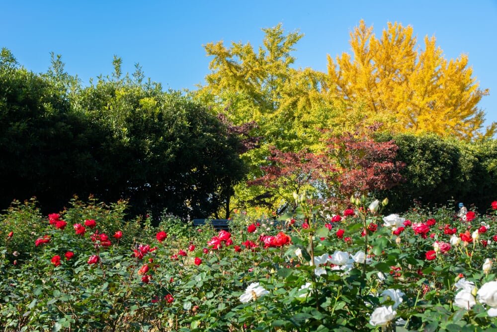 伊奈町町制施行記念公園の写真3