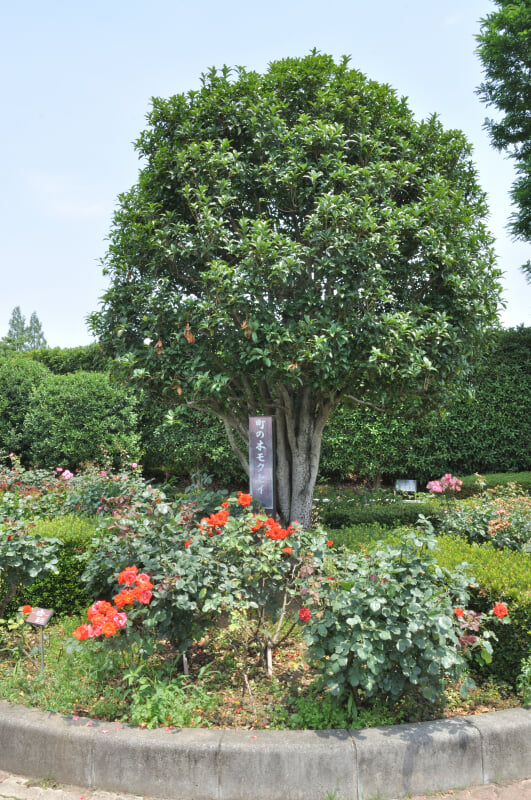 伊奈町町制施行記念公園の写真6