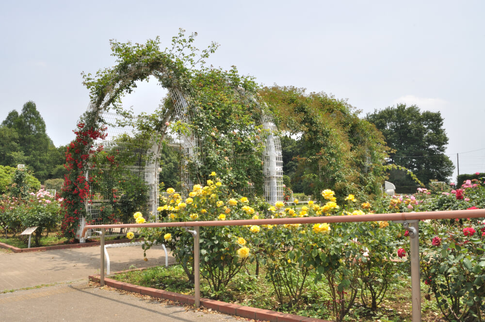 伊奈町町制施行記念公園の写真7