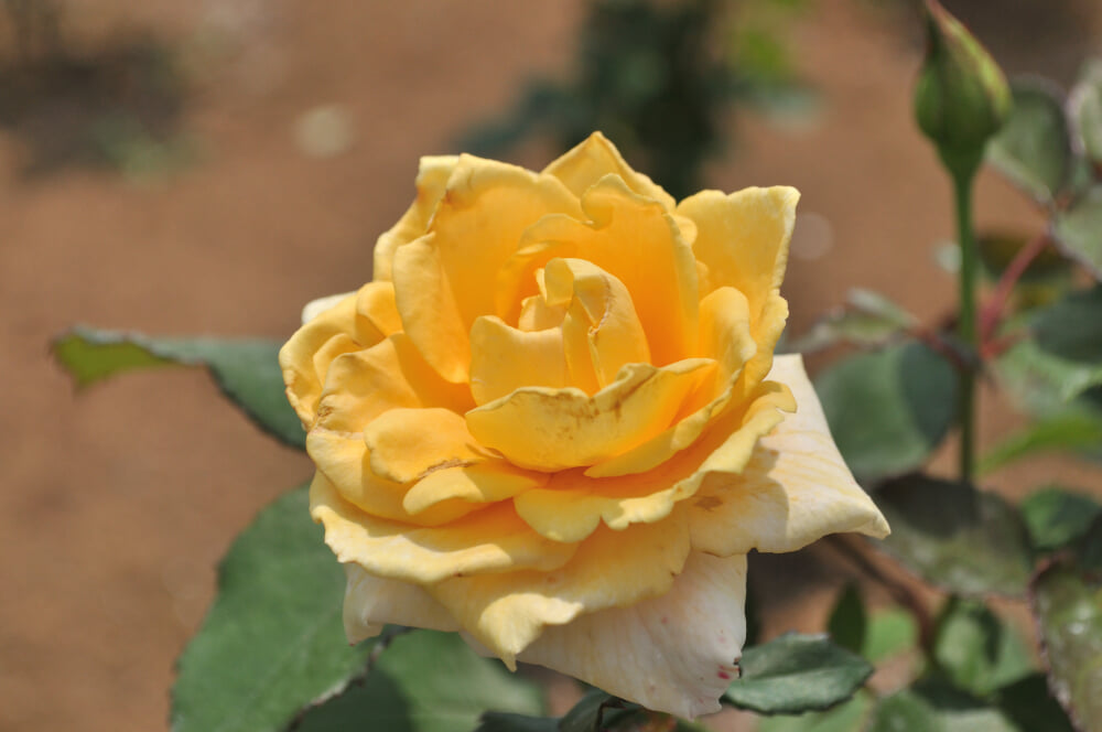 伊奈町町制施行記念公園の写真10