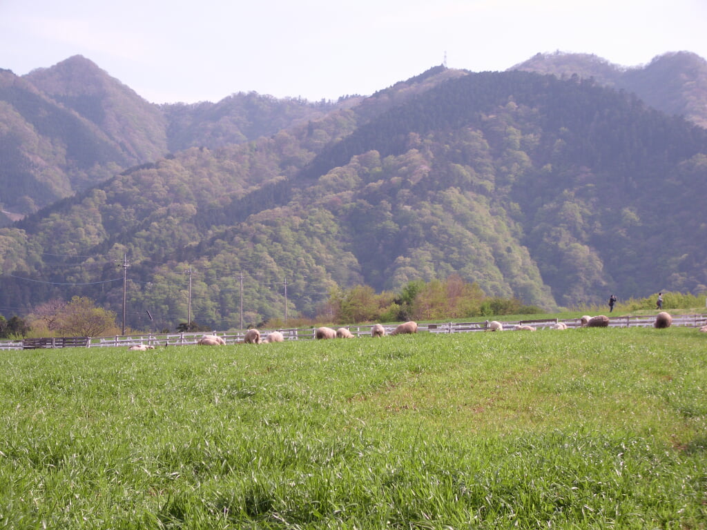 服部牧場の写真2