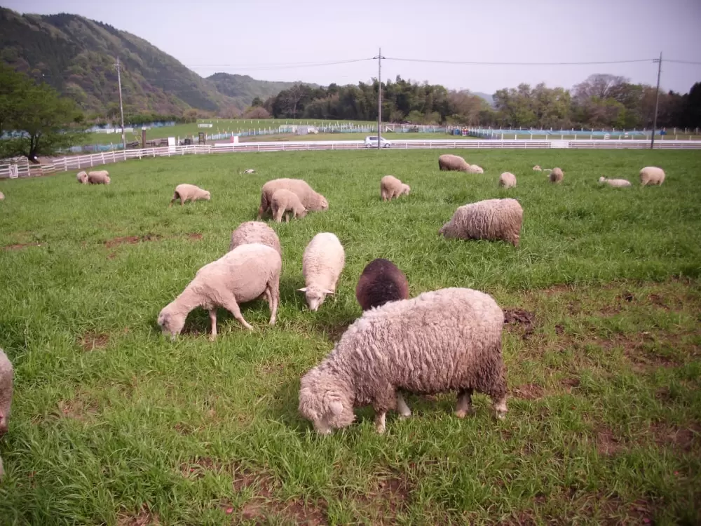 服部牧場の写真1
