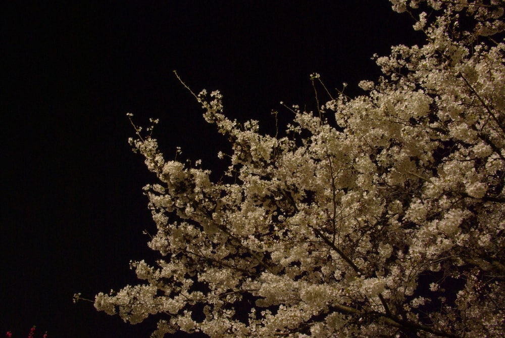 南河原公園の写真2