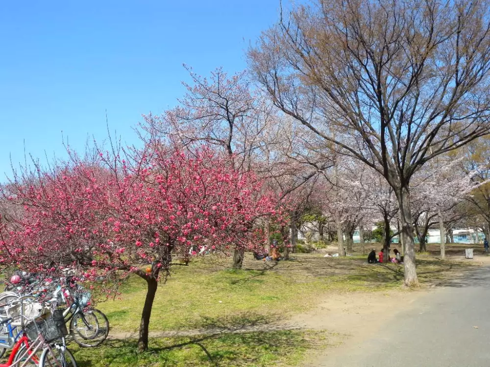 南河原公園の写真1