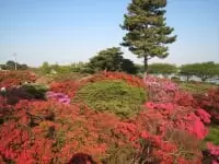 館林市つつじが岡公園