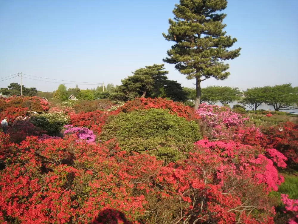 館林市つつじが岡公園の写真1