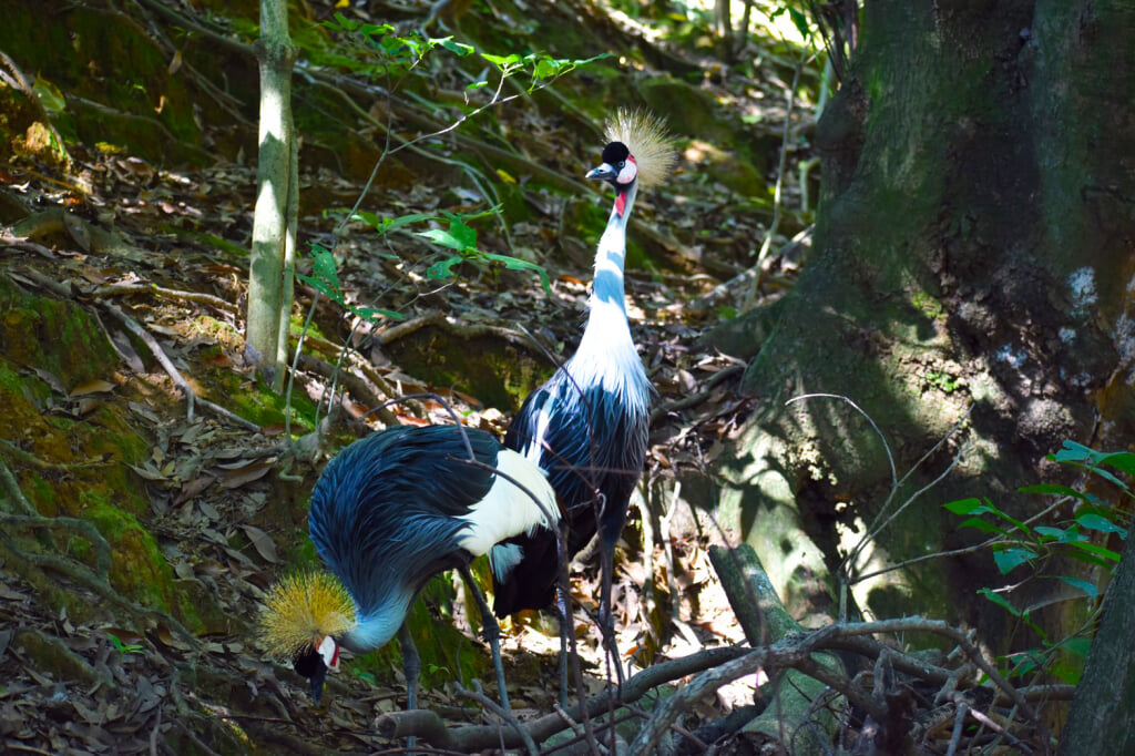 大牟田市動物園の写真2