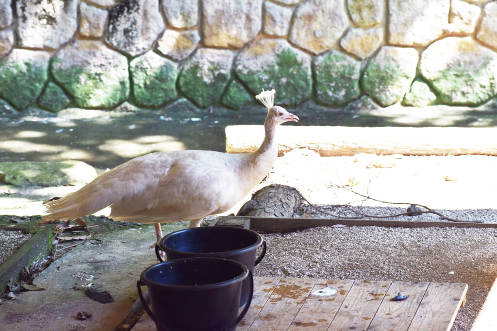 大牟田市動物園の写真4