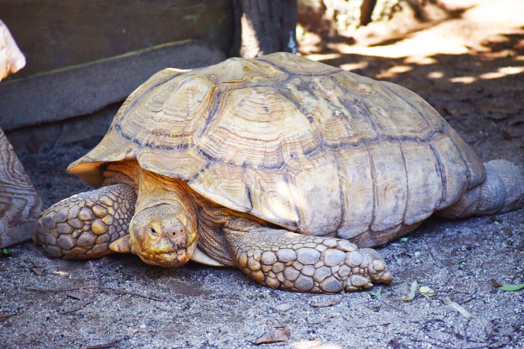 大牟田市動物園の写真5
