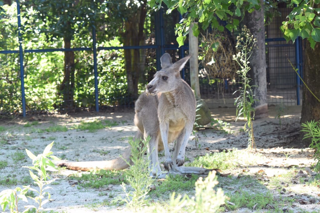 大牟田市動物園の写真1