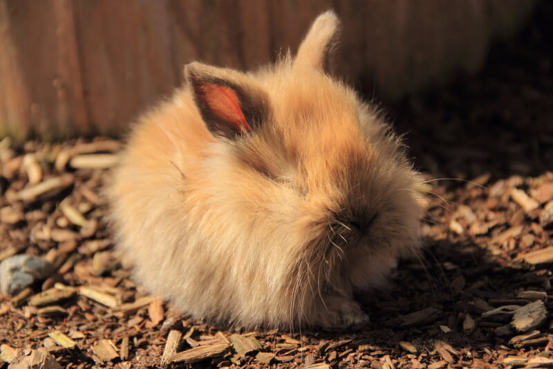 ダチョウ王国 石岡ファームの写真2