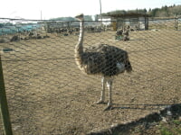 ダチョウ王国 石岡ファーム