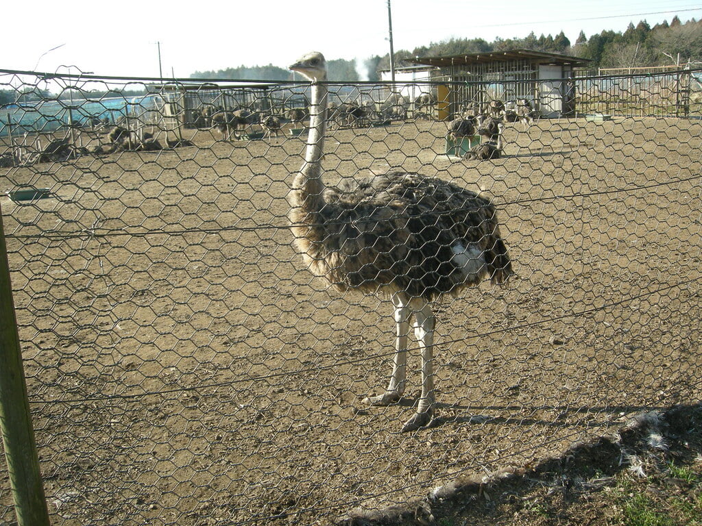 ダチョウ王国 石岡ファームの写真1