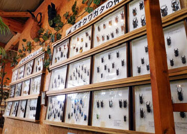 那須昆虫ワールドの写真1