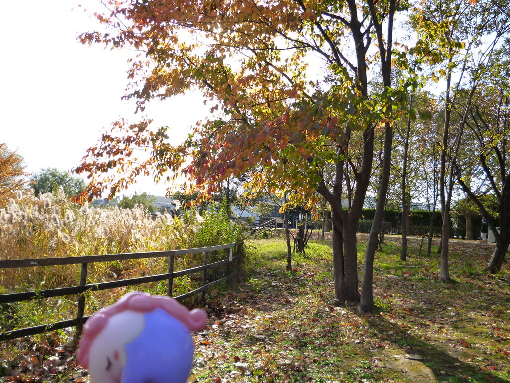 尾久の原公園の写真3