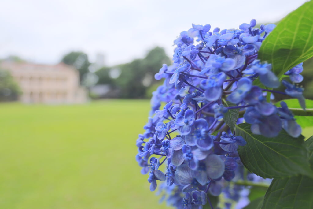 旧岩崎邸庭園の写真9