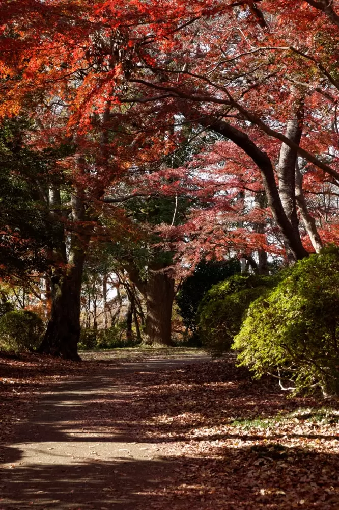 都立 桜ヶ丘公園の写真1