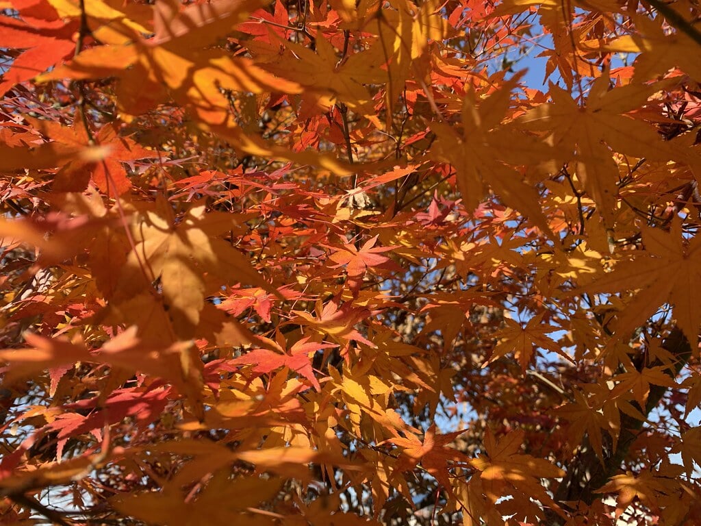 都立六仙公園の写真5