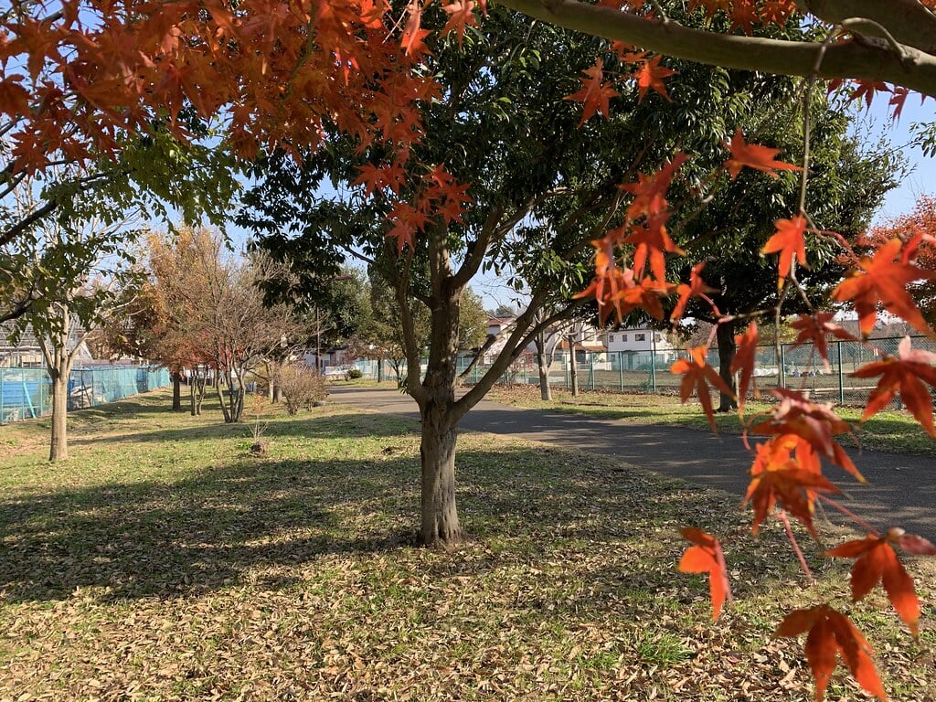 都立六仙公園の写真7