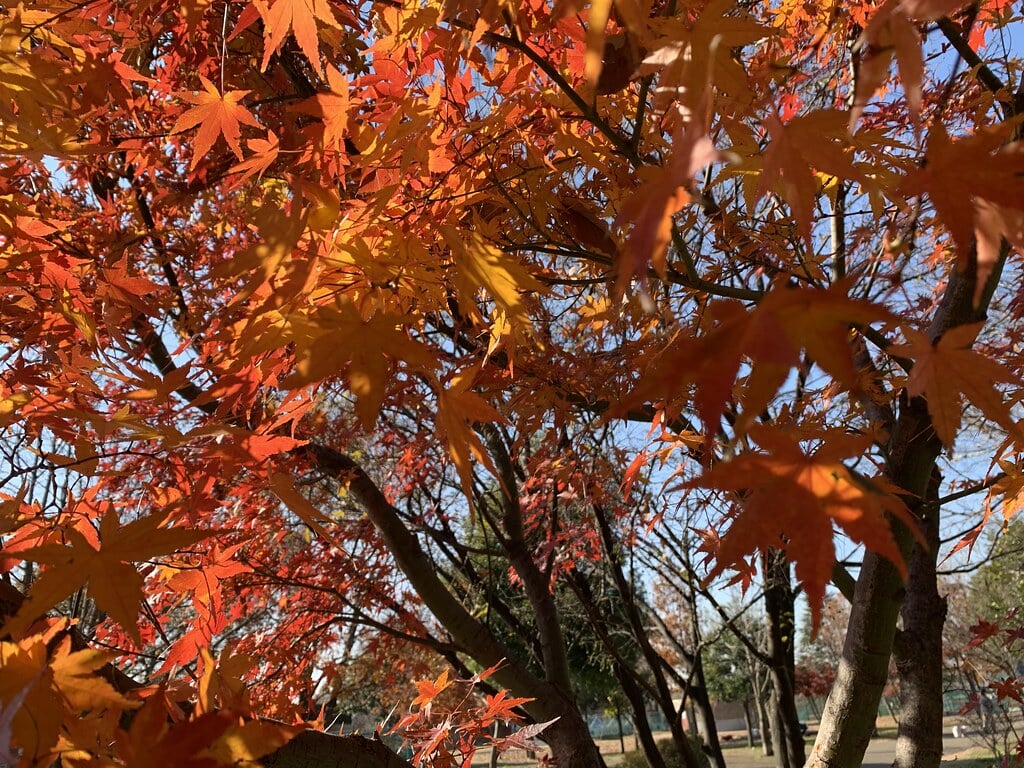都立六仙公園の写真8