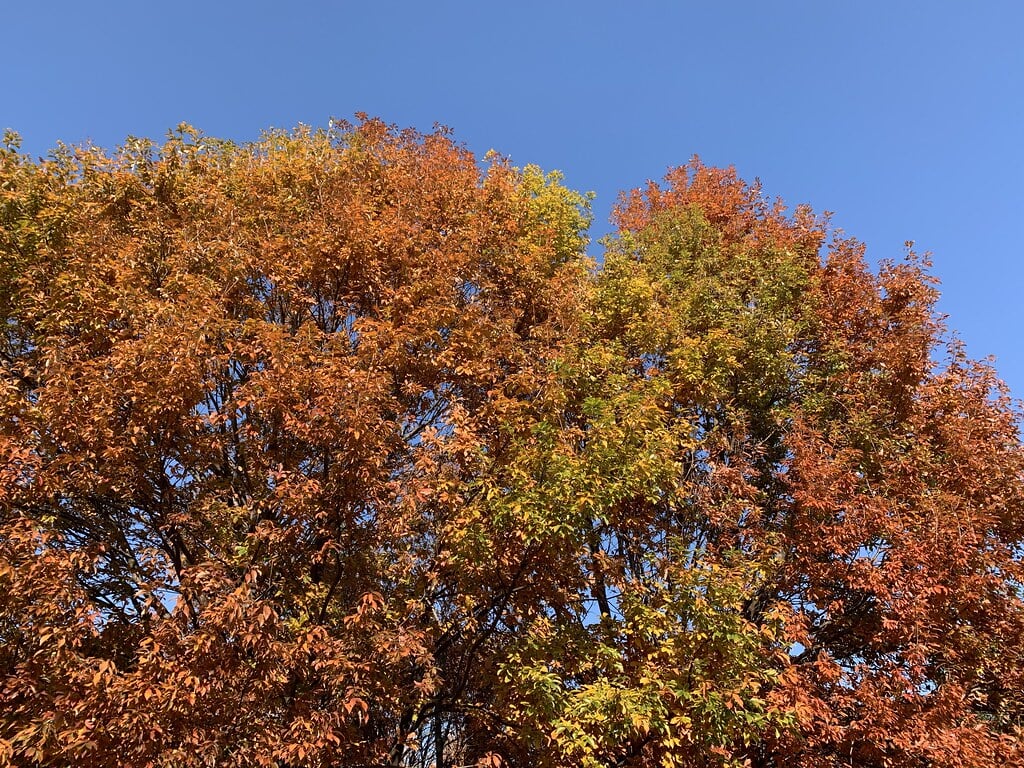 都立六仙公園の写真11