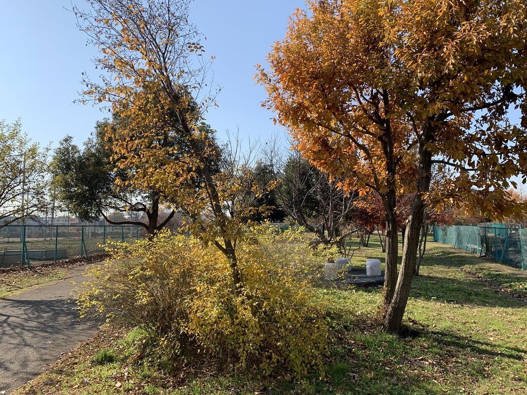 都立六仙公園の写真13