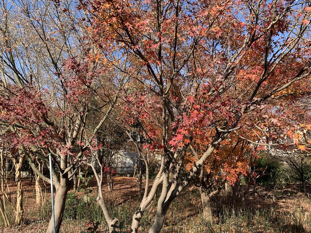 都立六仙公園の写真14