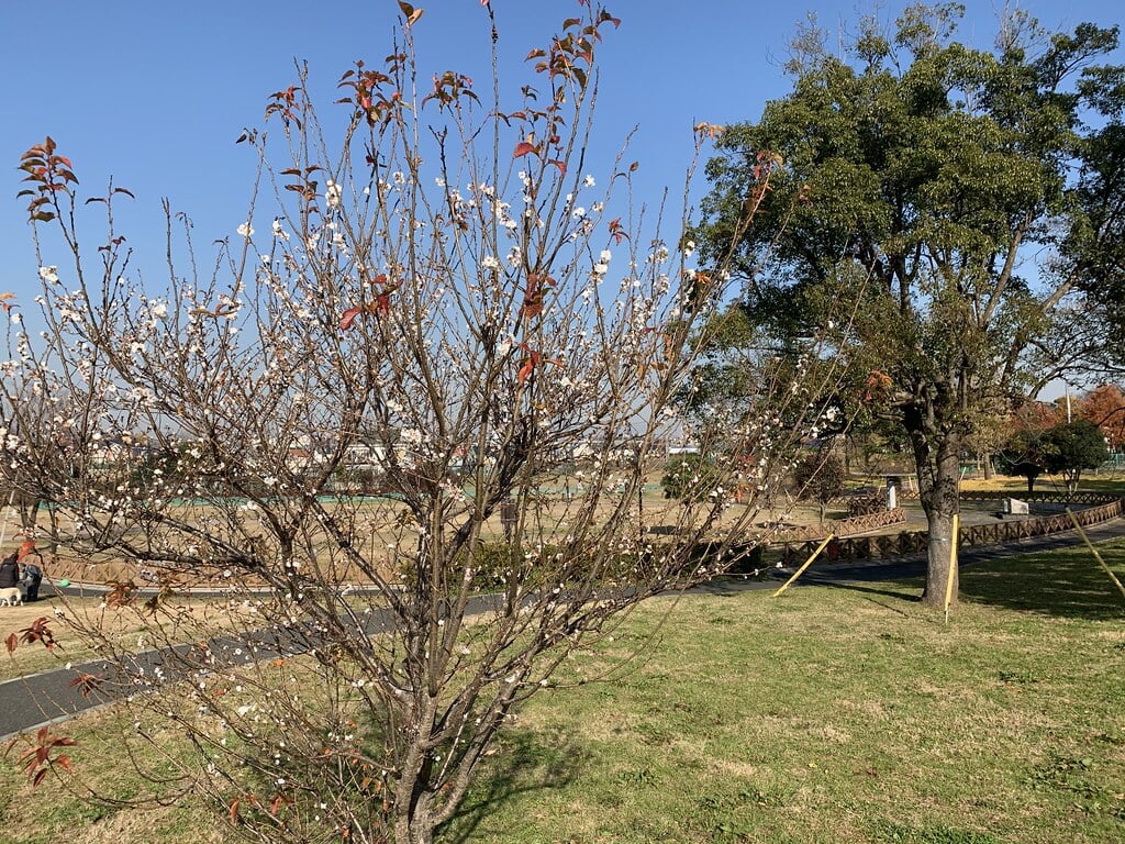 都立六仙公園の写真16