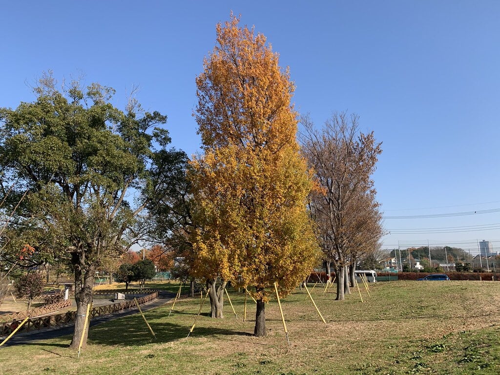 都立六仙公園の写真19