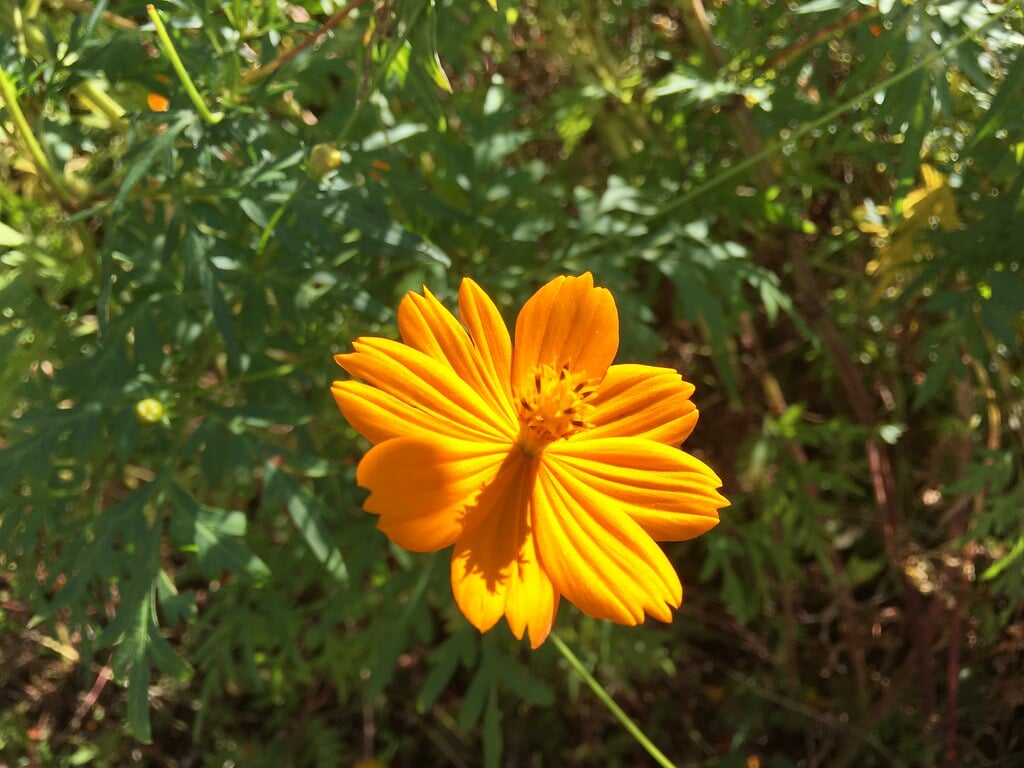 小山内裏公園の写真7