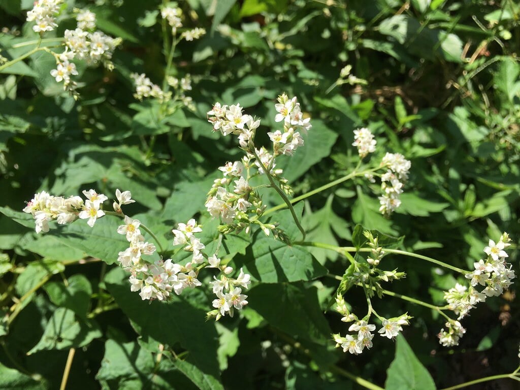小山内裏公園の写真13