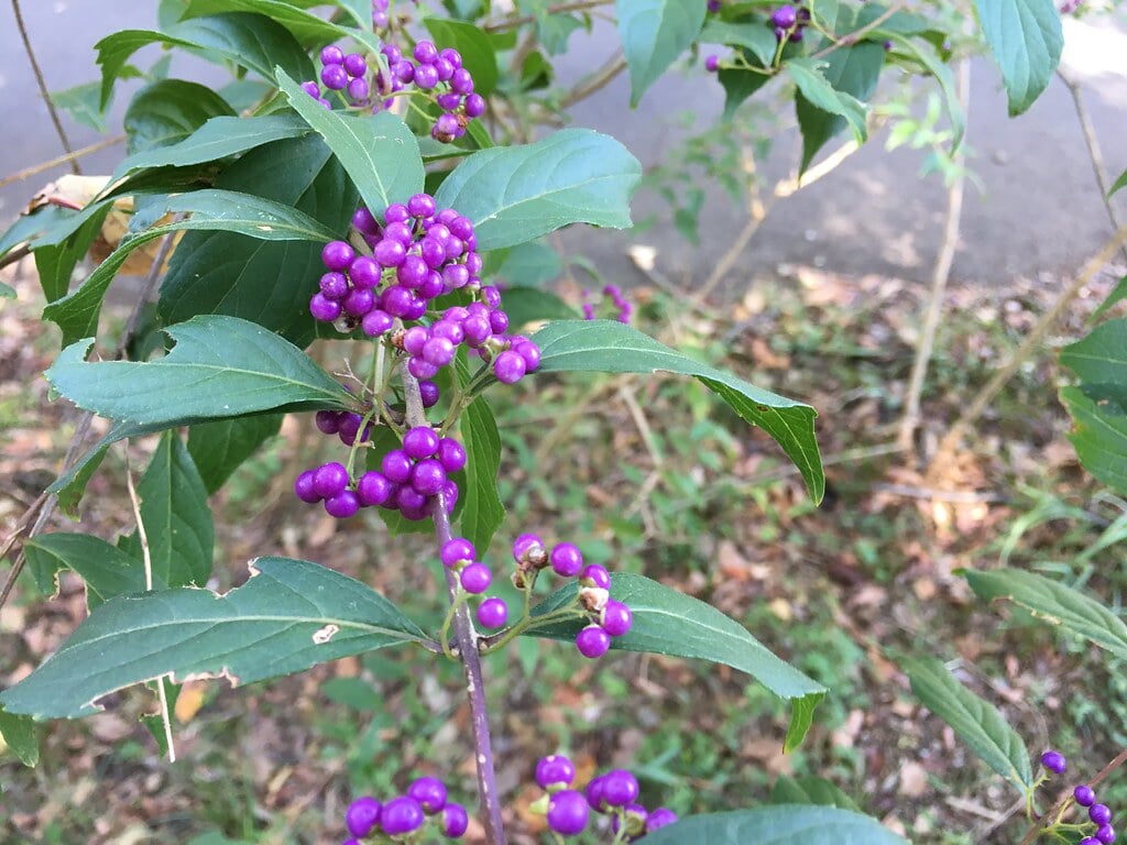 小山内裏公園の写真14