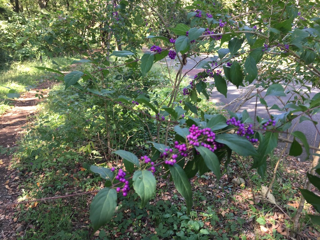 小山内裏公園の写真18