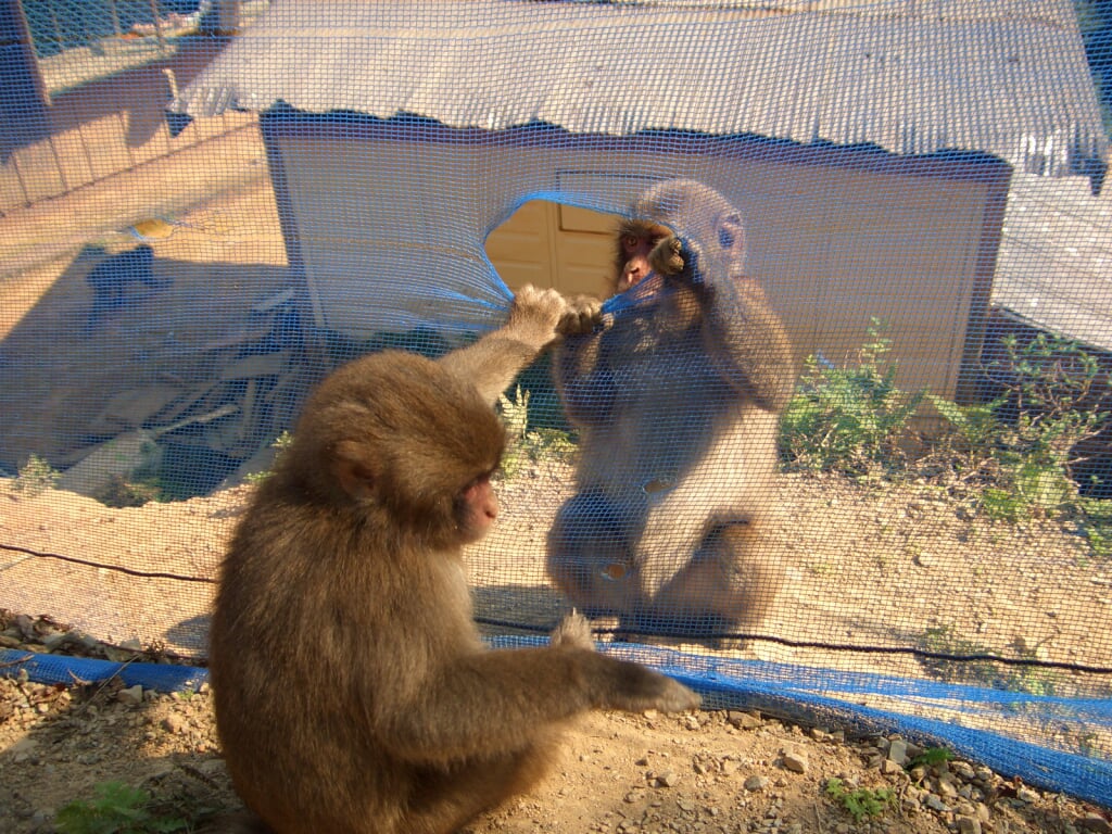 嵐山モンキーパークいわたやまの写真2