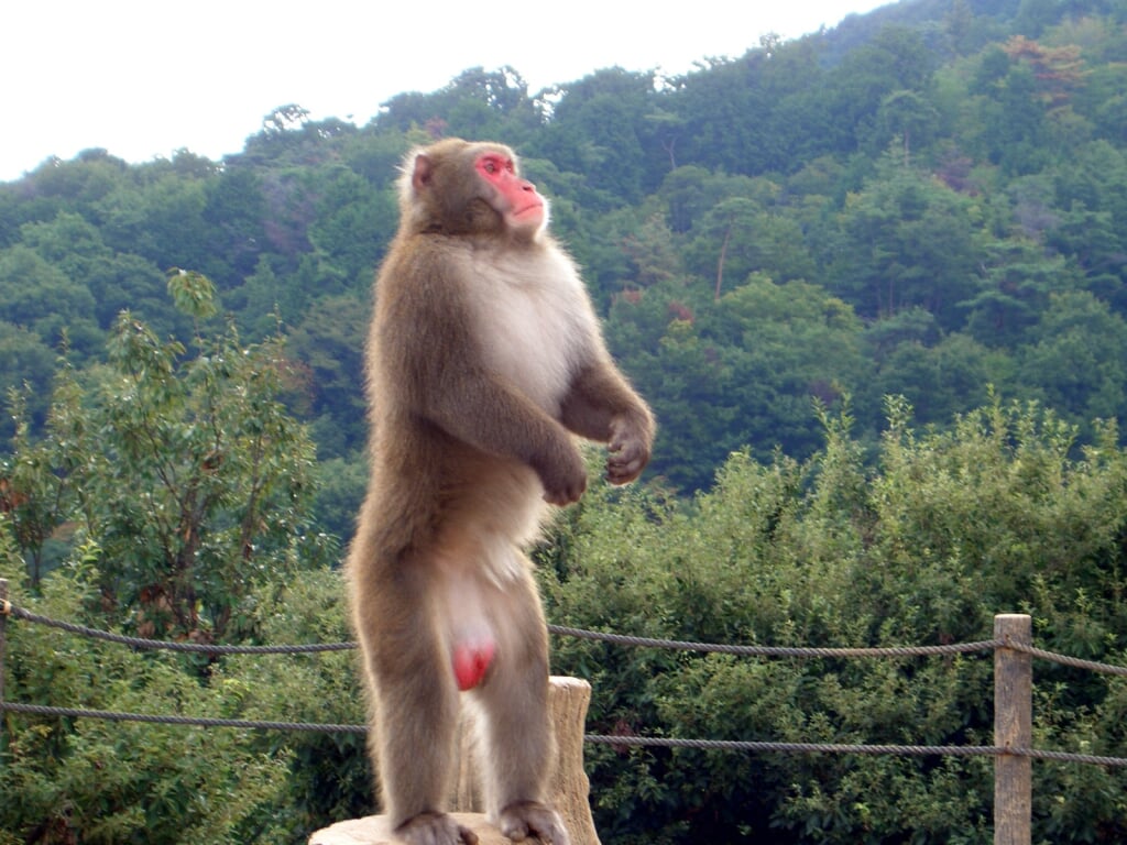 嵐山モンキーパークいわたやまの写真3