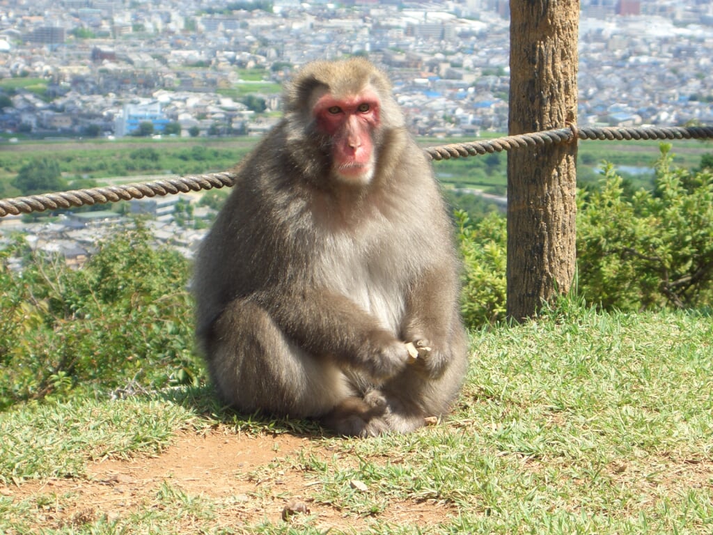 嵐山モンキーパークいわたやまの写真4