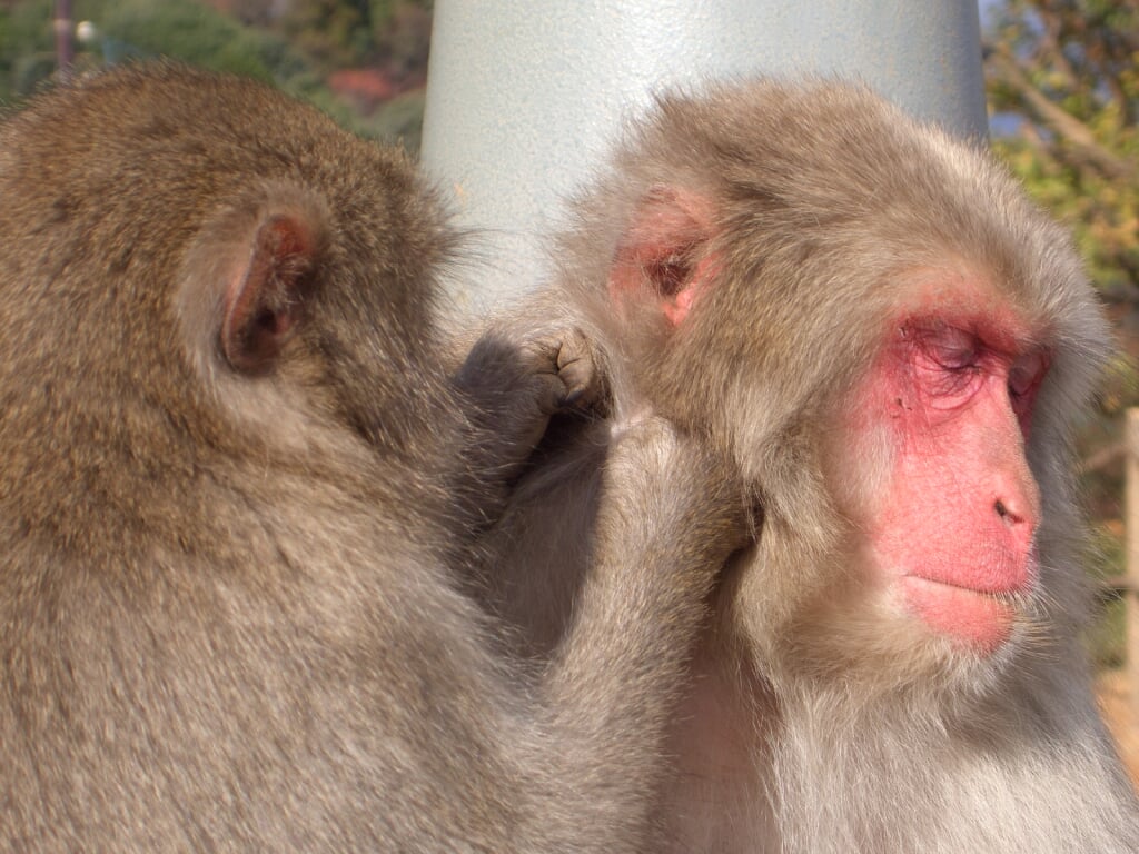 嵐山モンキーパークいわたやまの写真6