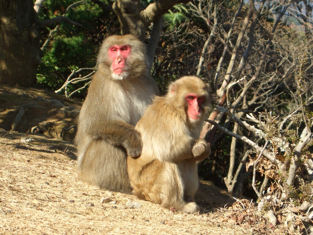 嵐山モンキーパークいわたやまの写真7