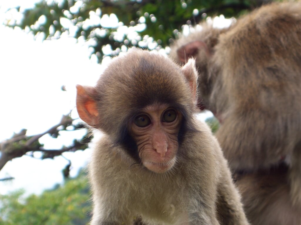 嵐山モンキーパークいわたやまの写真10