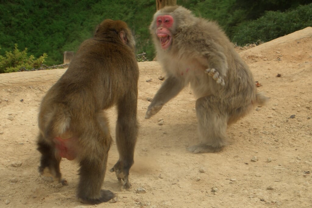 嵐山モンキーパークいわたやまの写真11