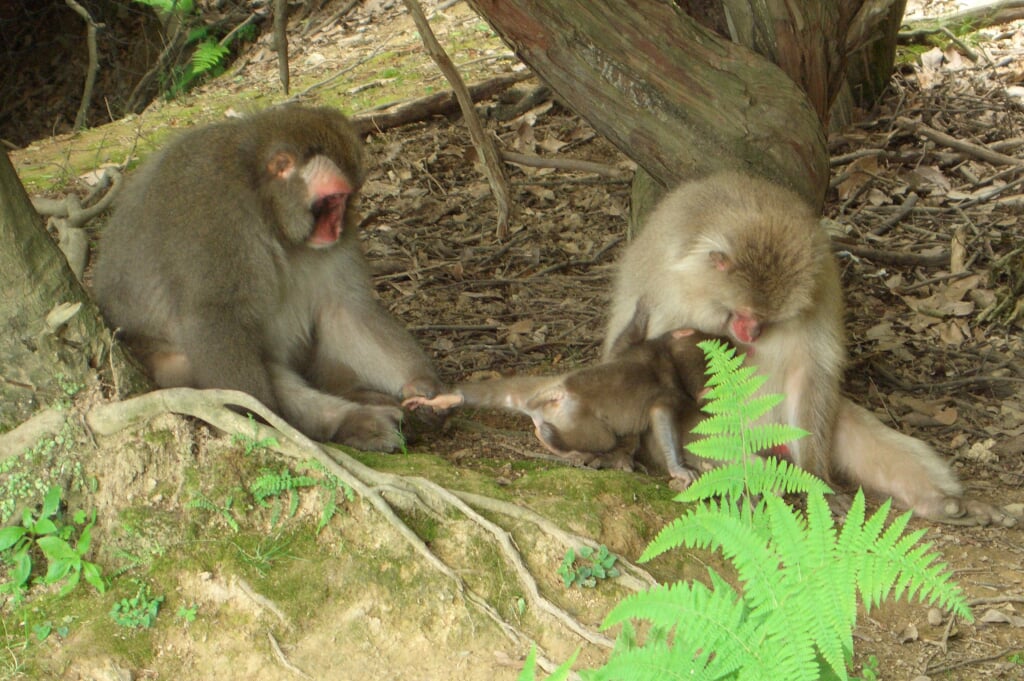 嵐山モンキーパークいわたやまの写真12