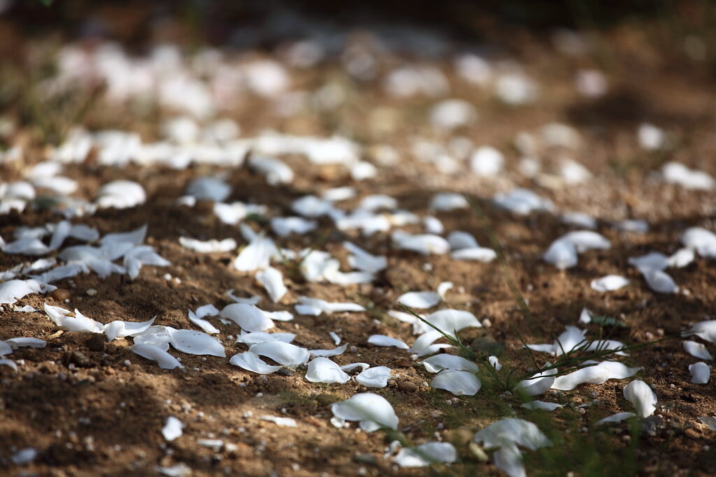 茨城県フラワーパークの写真2