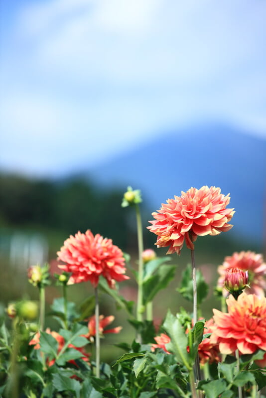 茨城県フラワーパークの写真3