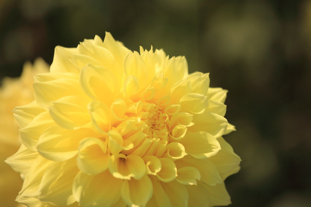 茨城県フラワーパークの写真4