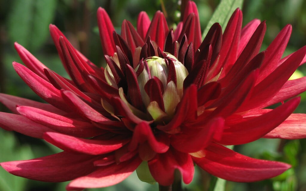 茨城県フラワーパークの写真5